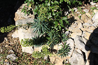 Plantes sur un muret en pierres sèches