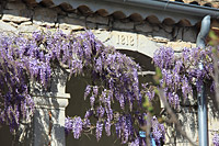 Glycine