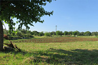 Champs de lavandes et plantes aromatiques